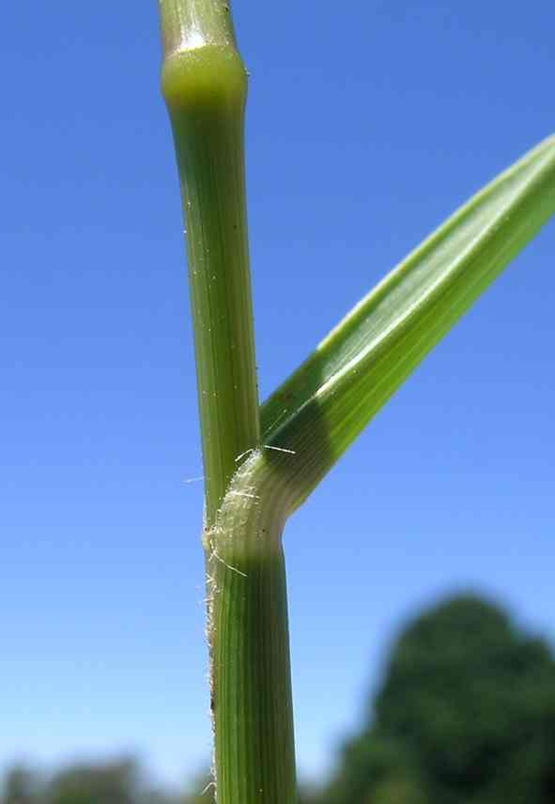 Slender Dropseed photo 4