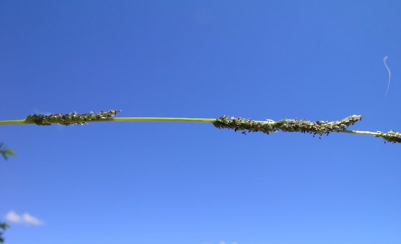 Slender Dropseed photo 5