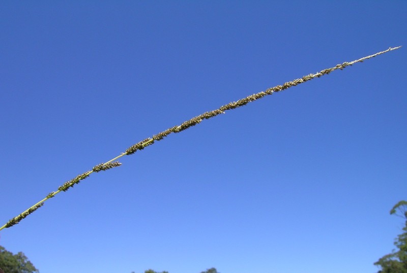 Slender Dropseed photo 2