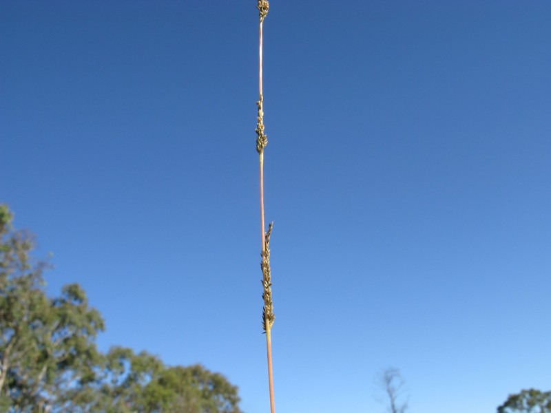 Slender Dropseed photo 3