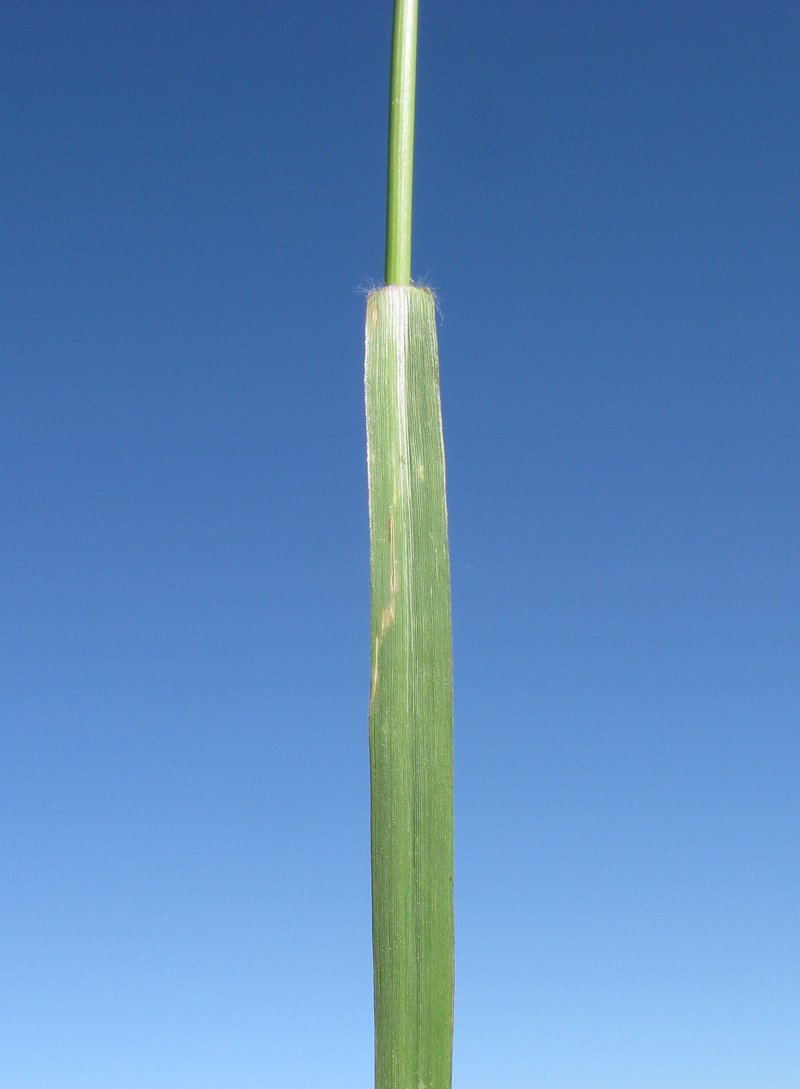 Slender Dropseed photo 6