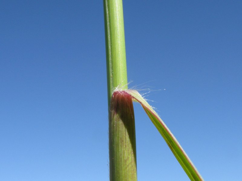Slender Dropseed photo 7