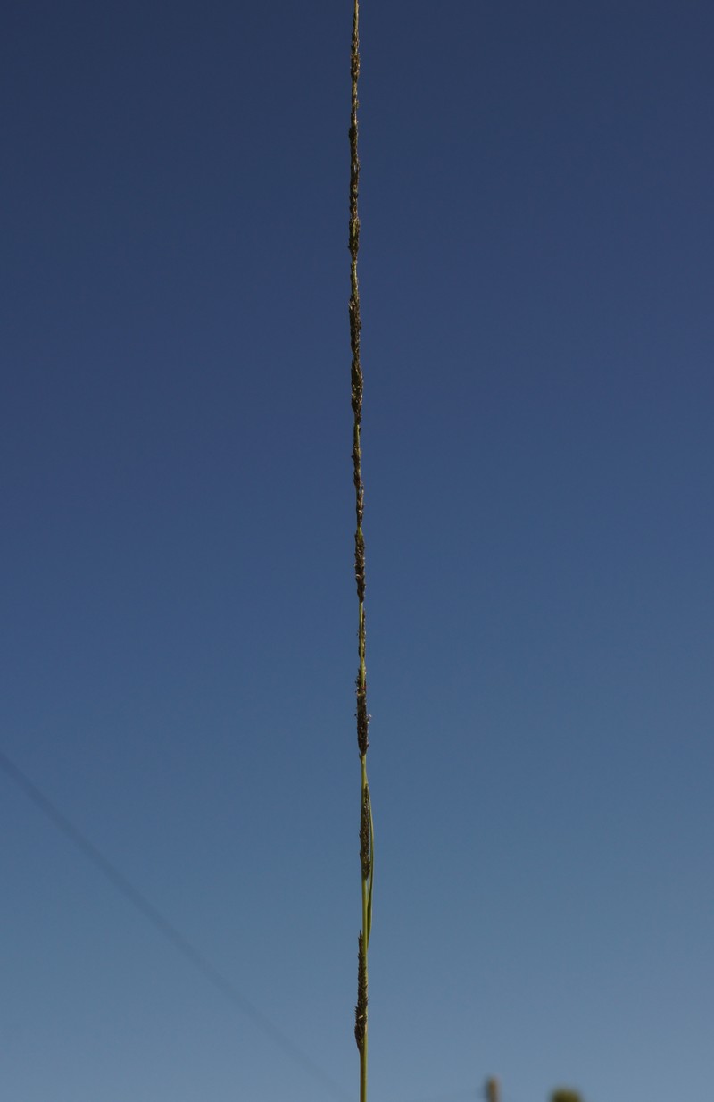 Slender Dropseed photo 8
