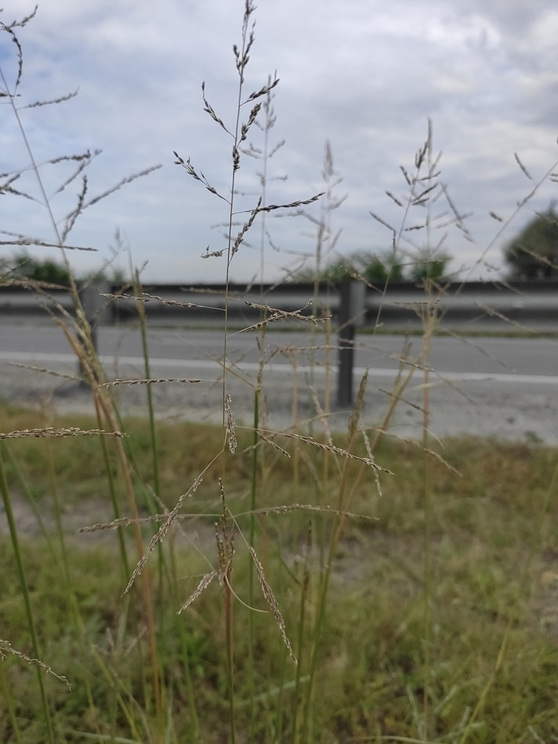 Sand Dropseed photo 3