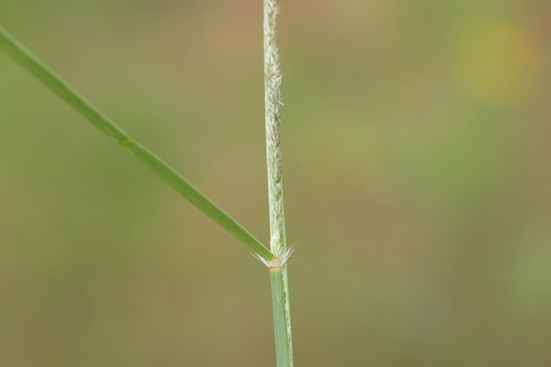 Sand Dropseed photo 4