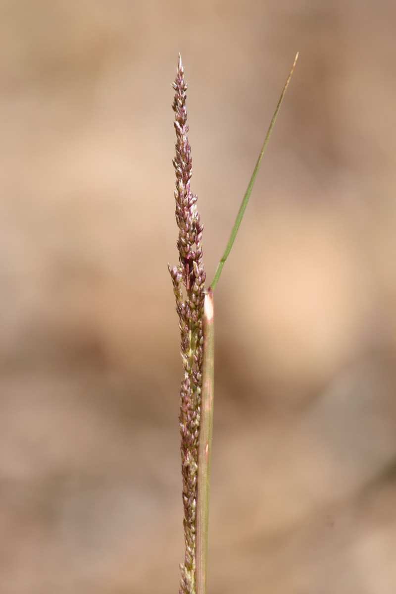 Sand Dropseed photo 5