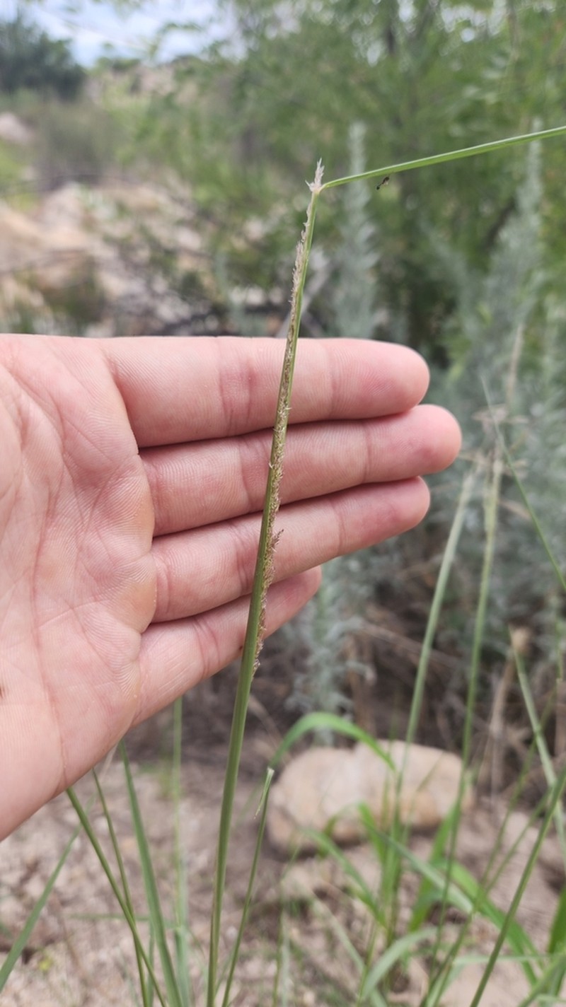 Sand Dropseed photo 6