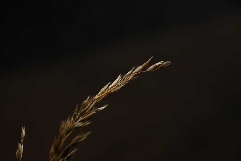 Sand Dropseed photo 7