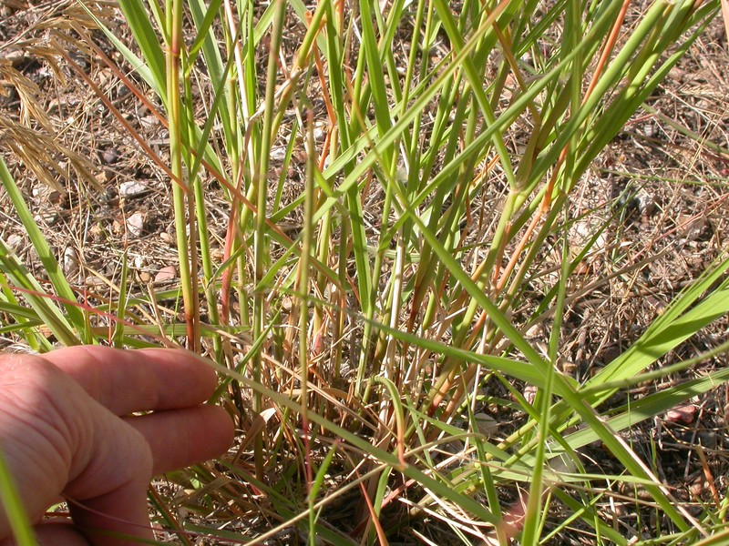 Sand Dropseed photo 5