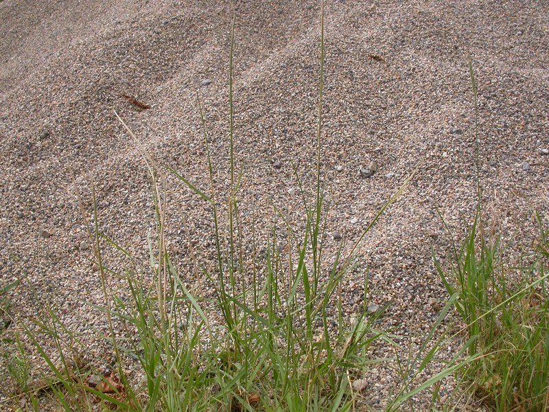 Sand Dropseed photo 6
