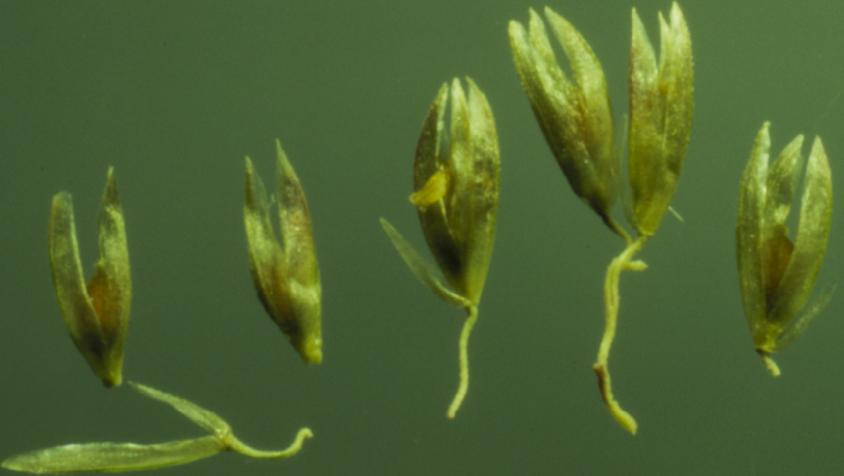 Sand Dropseed photo 7