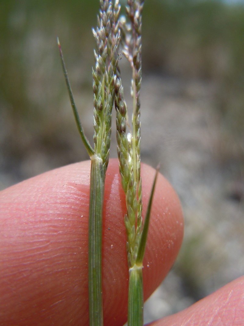 Sand Dropseed photo 2