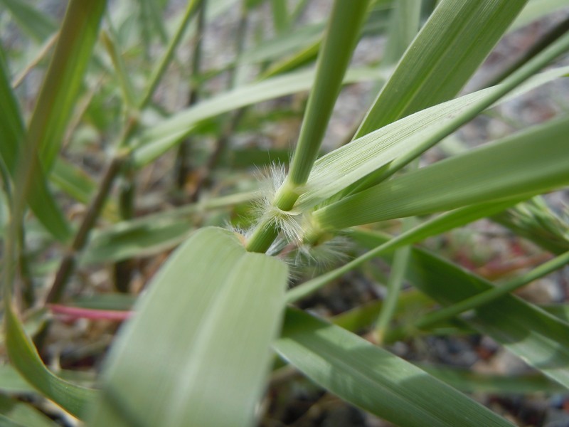 Sand Dropseed photo 3