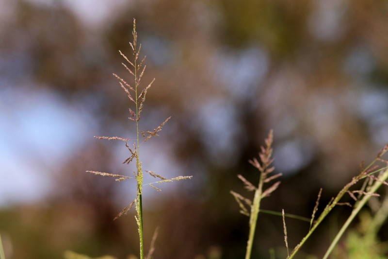 Sand Dropseed photo 4