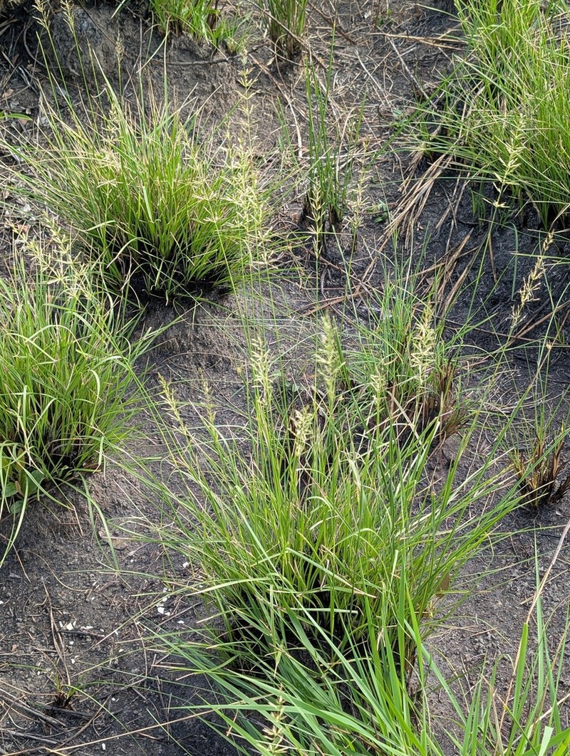 Cuban Dropseed photo 2