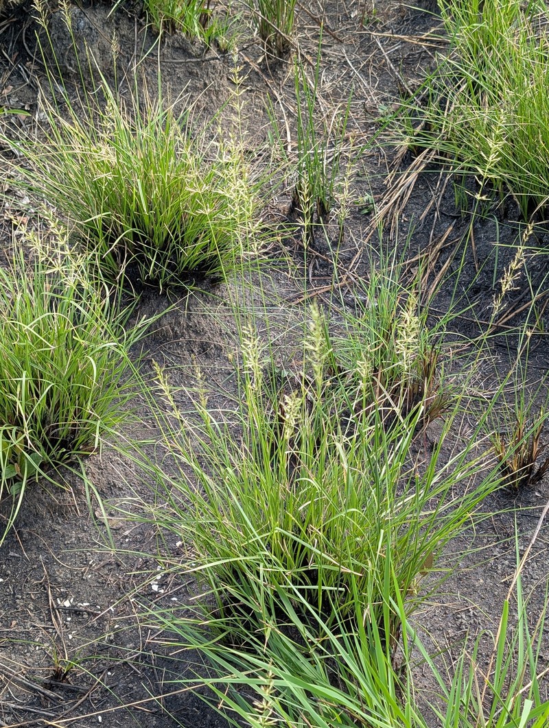 Cuban Dropseed photo 3