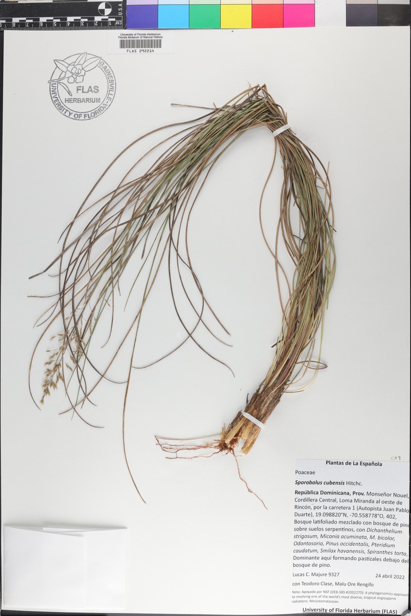 Cuban Dropseed photo 5