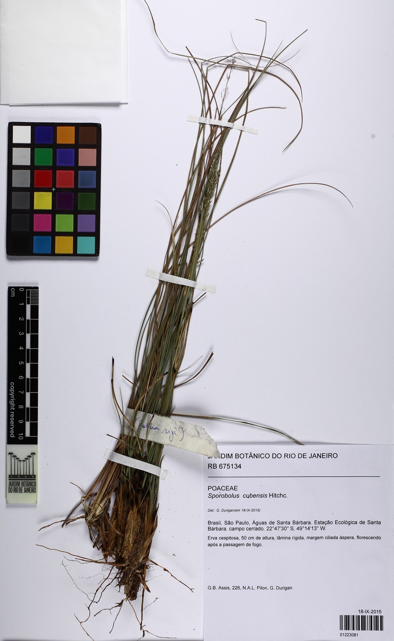 Cuban Dropseed photo 6