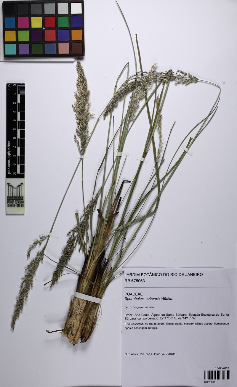 Cuban Dropseed photo 7