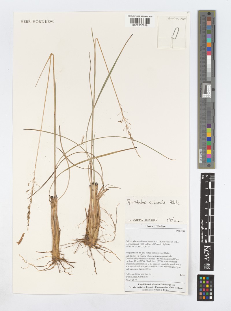 Cuban Dropseed photo 8