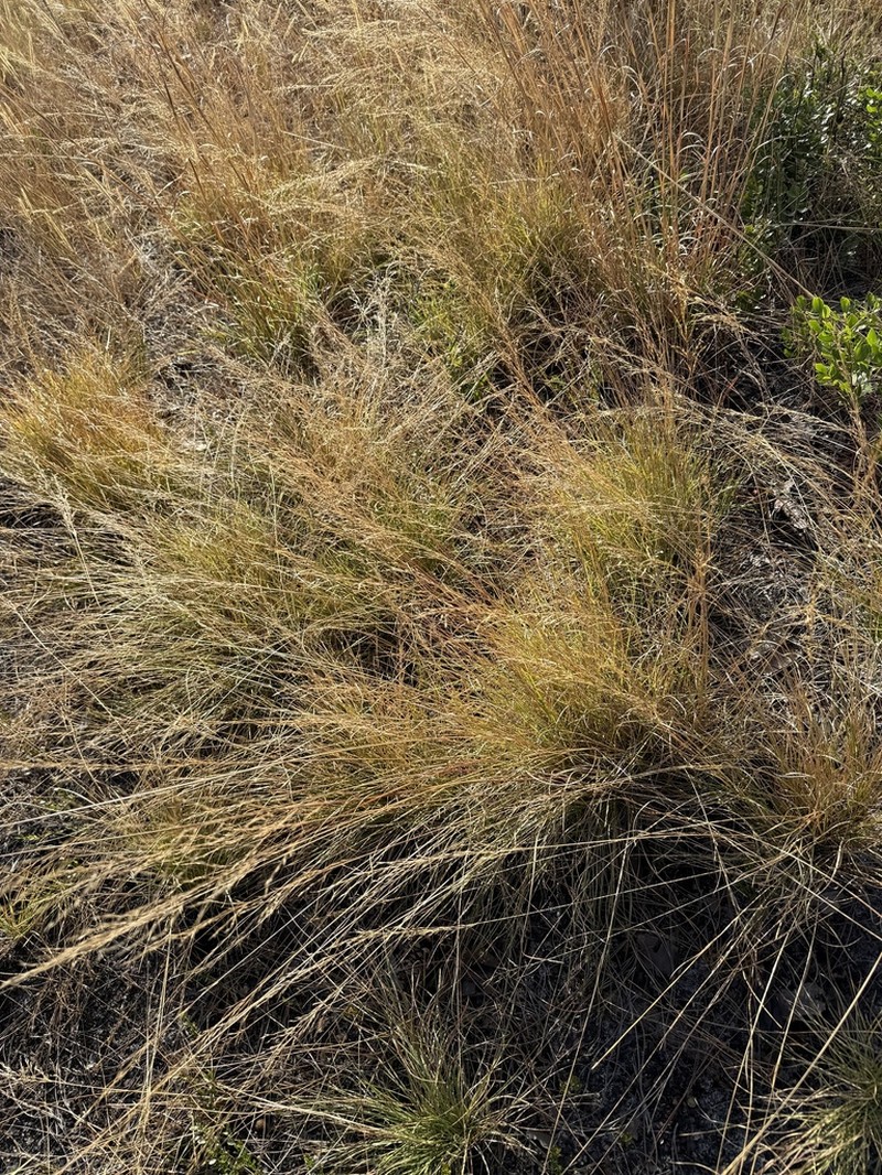 Curtis' Dropseed