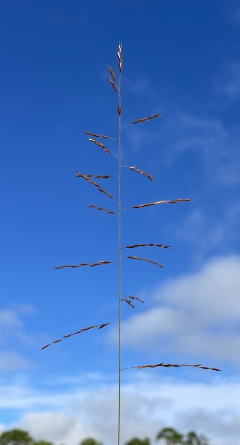 Curtis' Dropseed photo 2