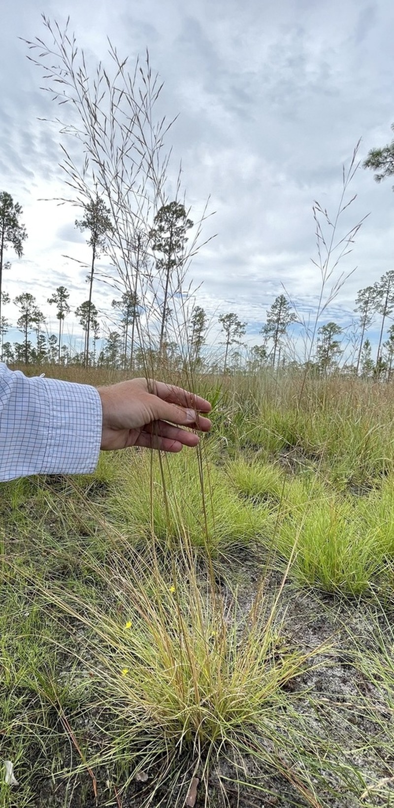 Curtis' Dropseed photo 3