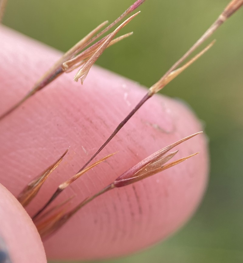Curtis' Dropseed photo 4