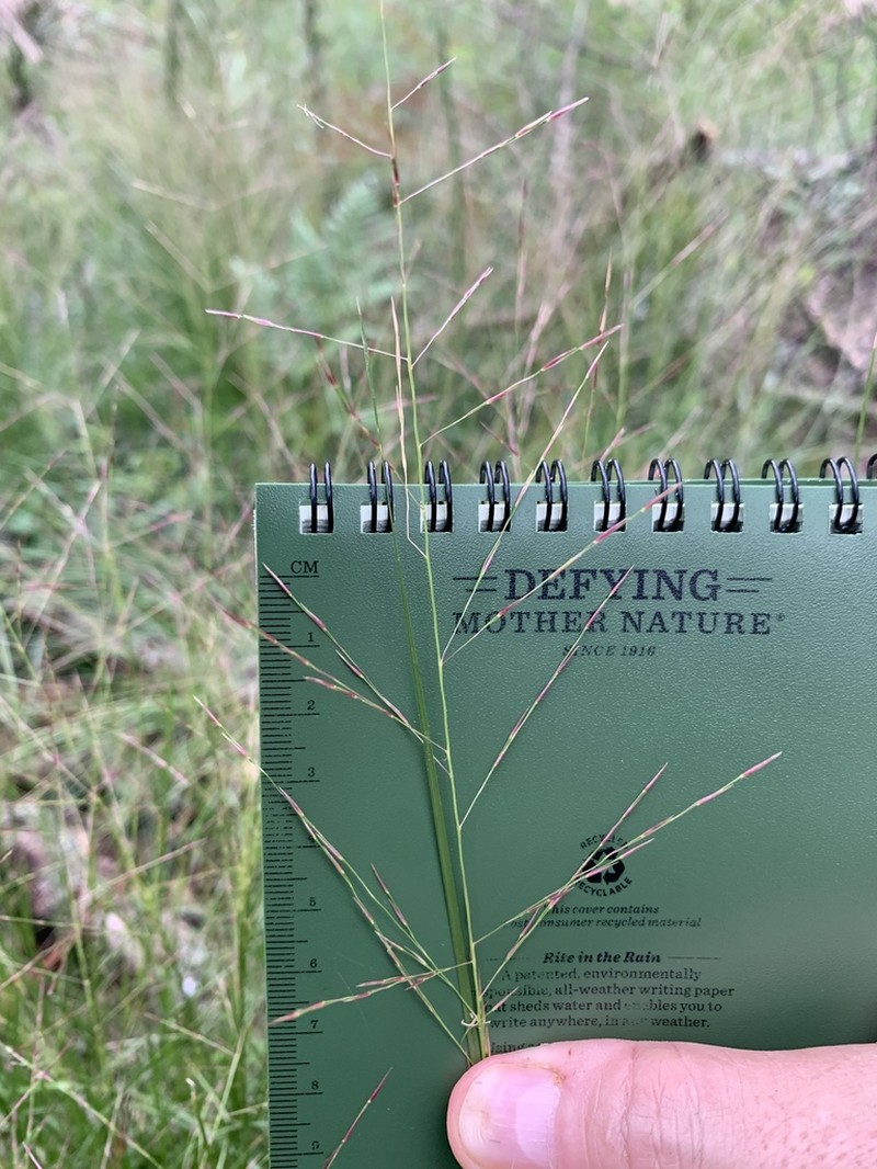 Curtis' Dropseed photo 5