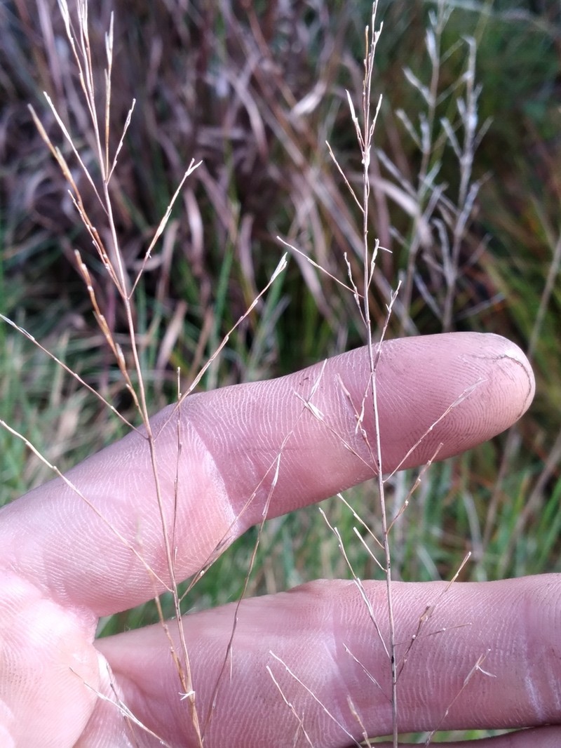 Curtis' Dropseed photo 6