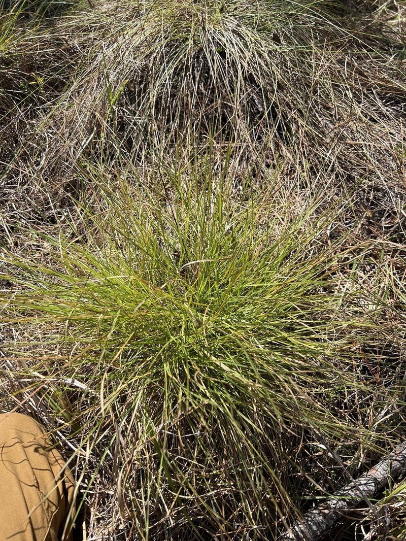 Curtis' Dropseed photo 7