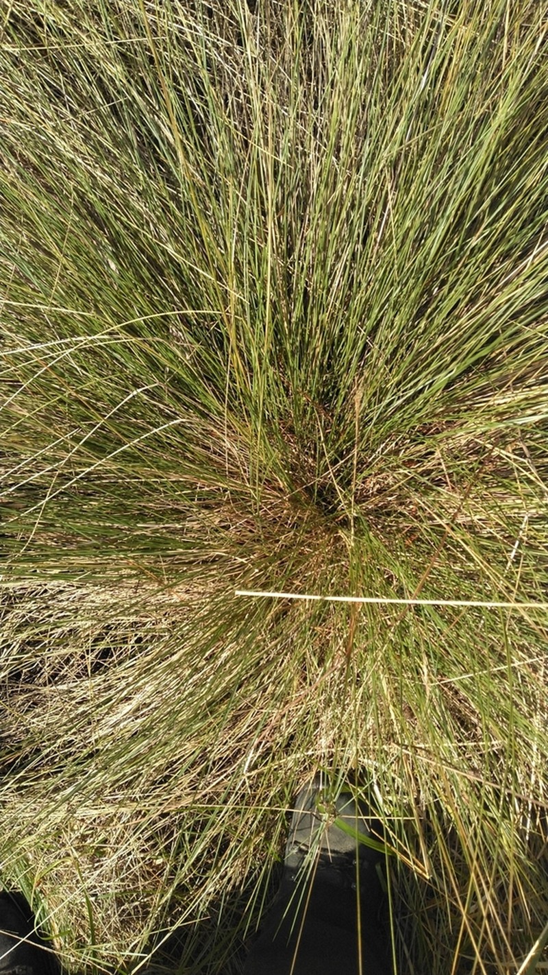 Curtis' Dropseed photo 8