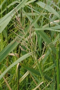 Big Cordgrass