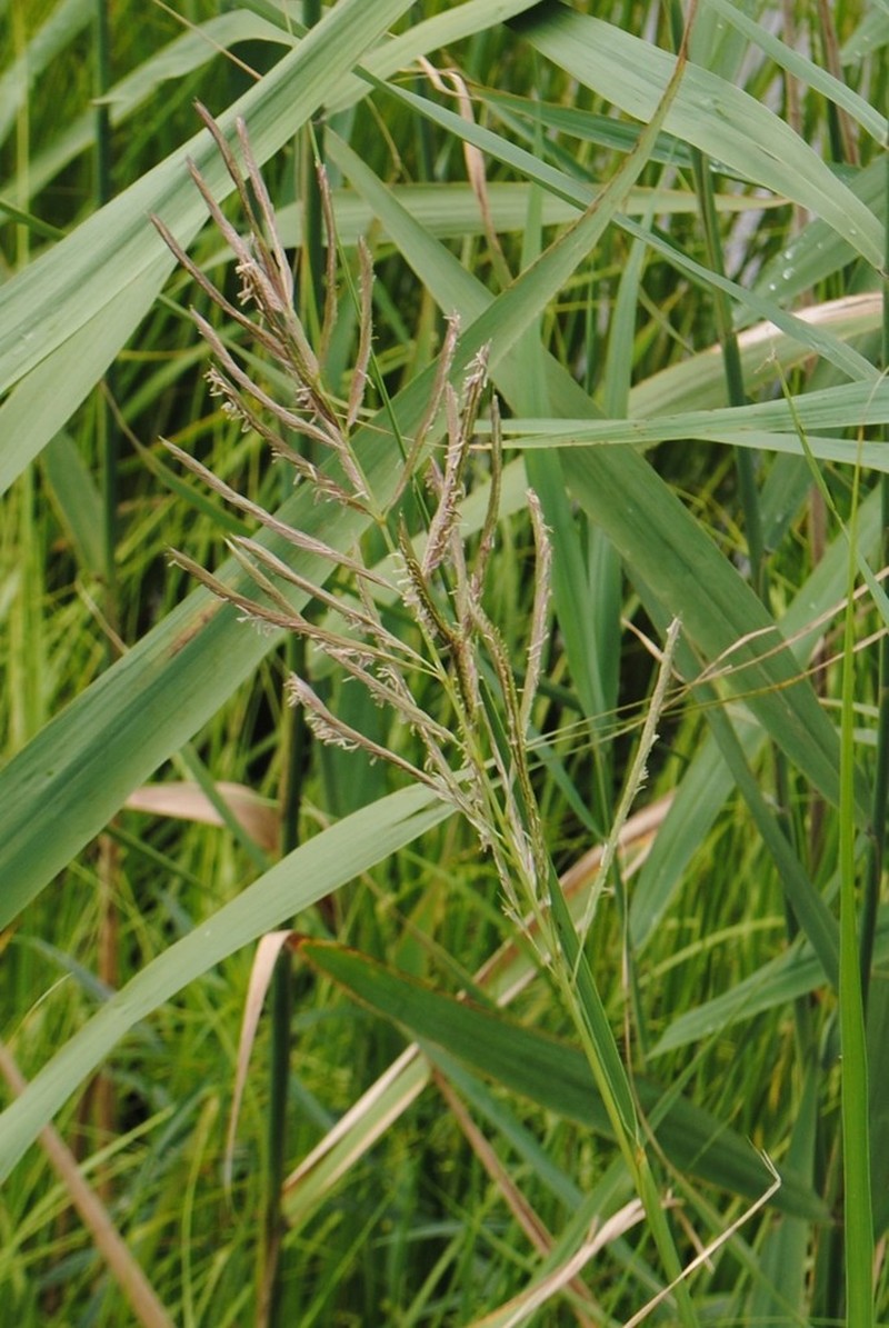 Big Cordgrass