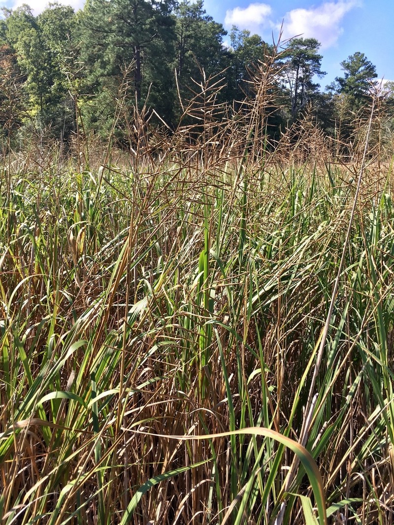 Big Cordgrass photo 2