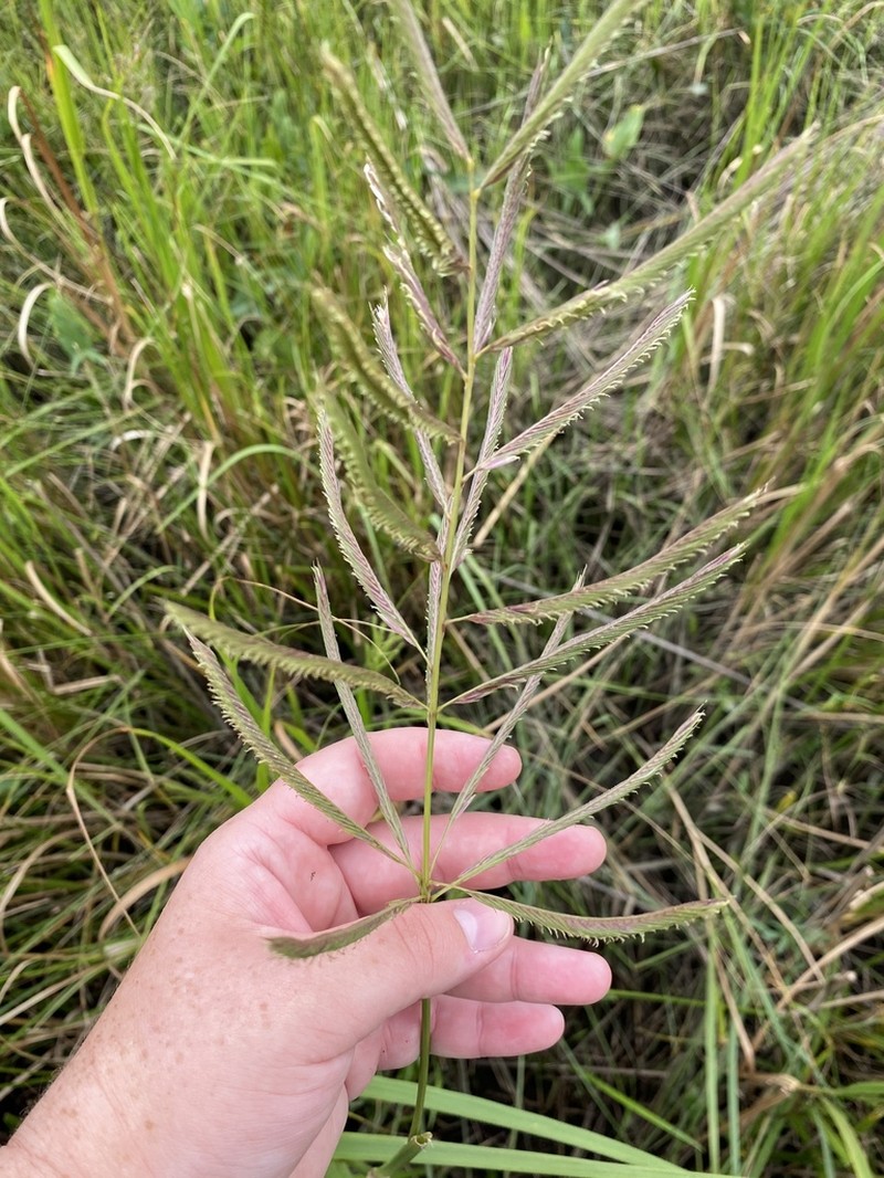Big Cordgrass photo 3