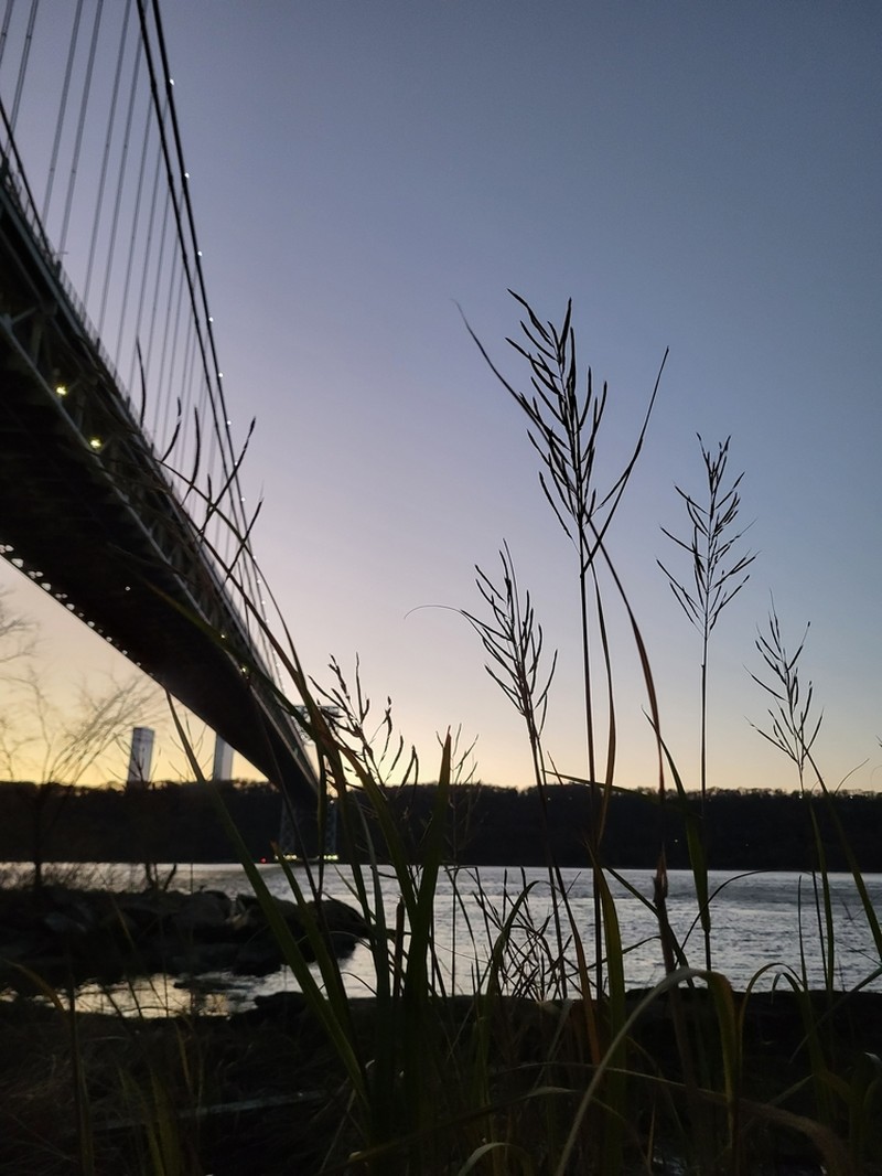 Big Cordgrass photo 4