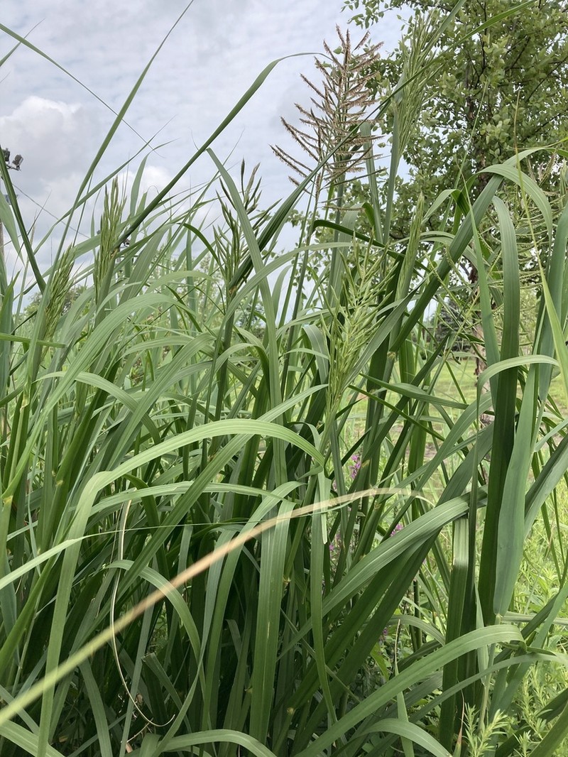 Big Cordgrass photo 5