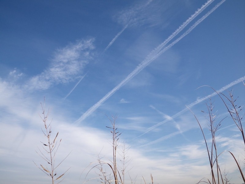 Big Cordgrass photo 6