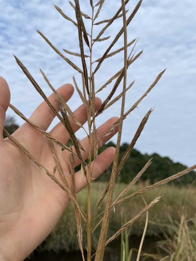 Big Cordgrass photo 7