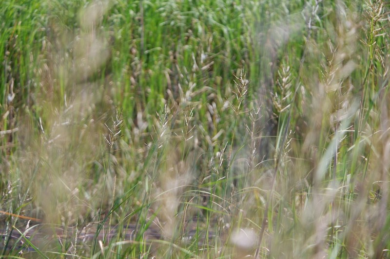 Big Cordgrass photo 8