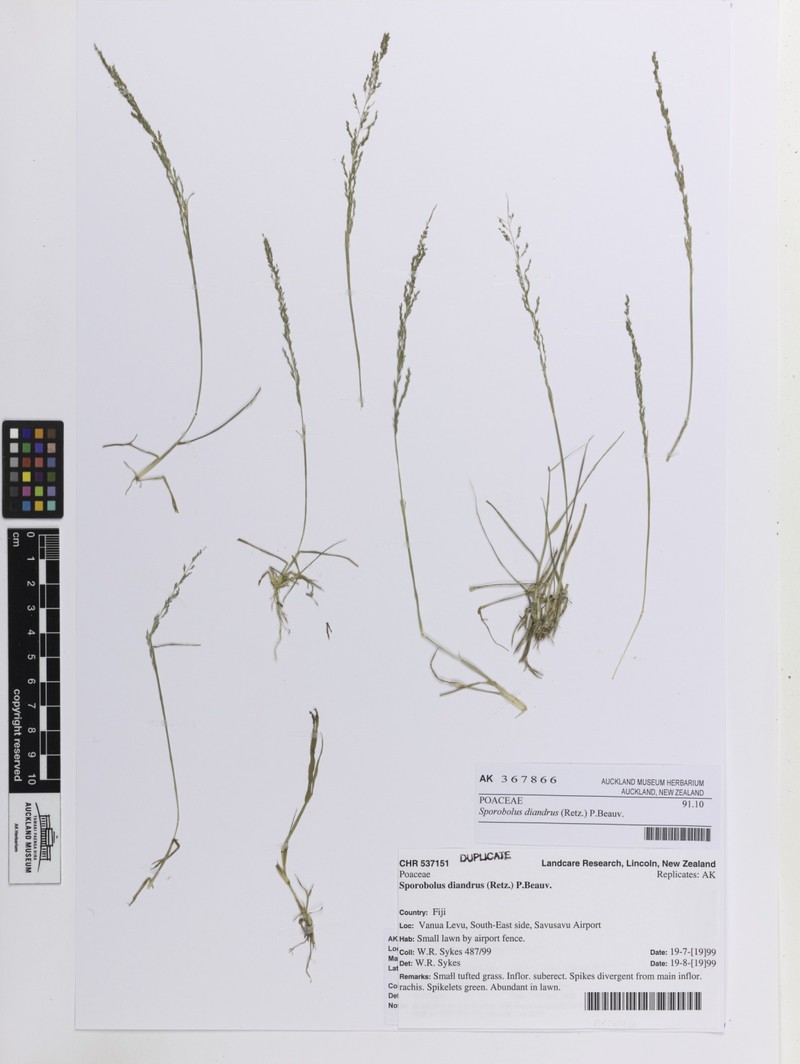 Tussock Dropseed photo 2