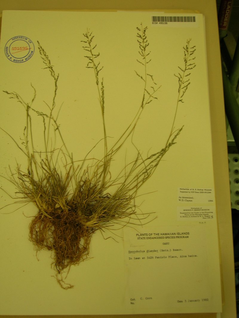 Tussock Dropseed photo 3