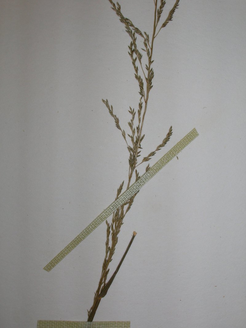 Tussock Dropseed photo 4