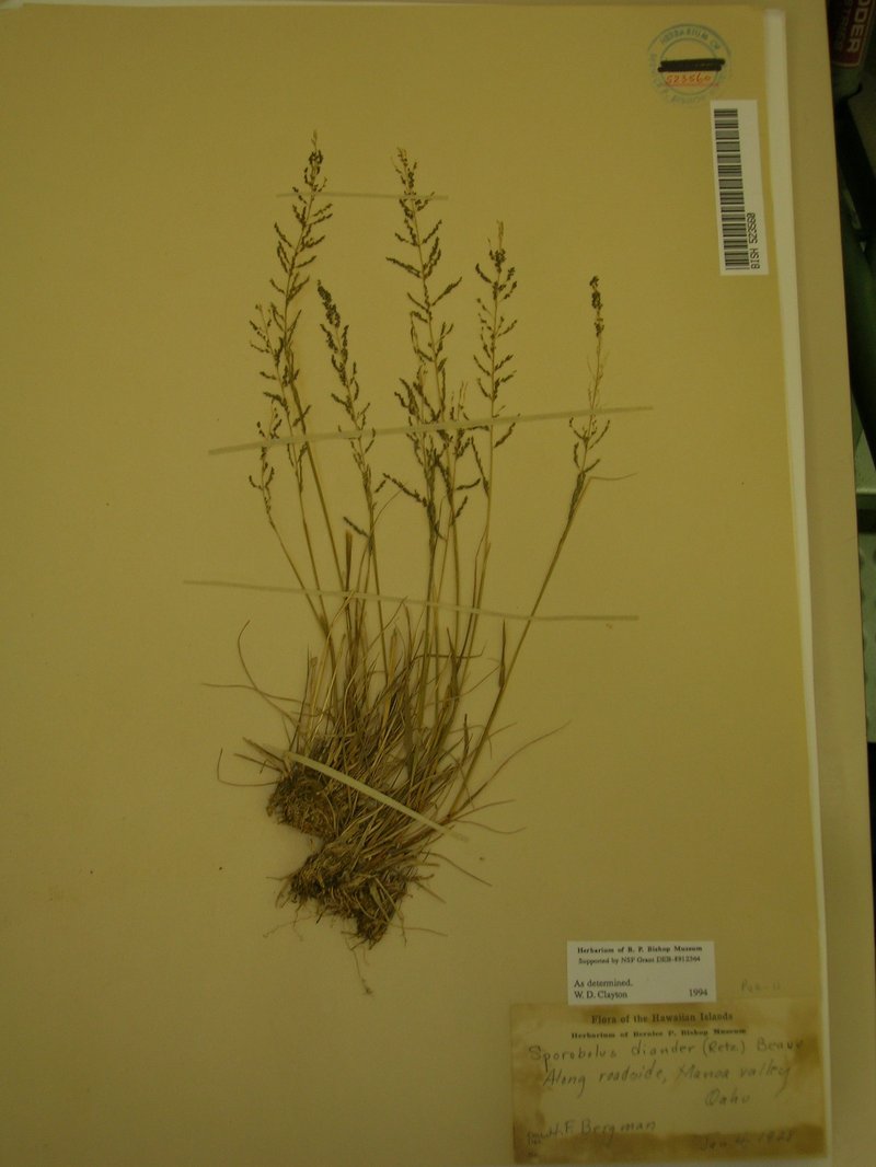 Tussock Dropseed photo 5