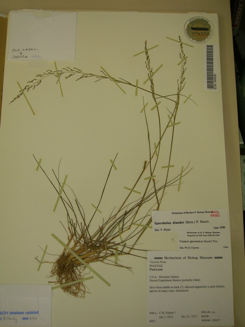 Tussock Dropseed photo 6