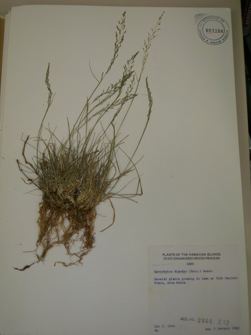 Tussock Dropseed photo 7