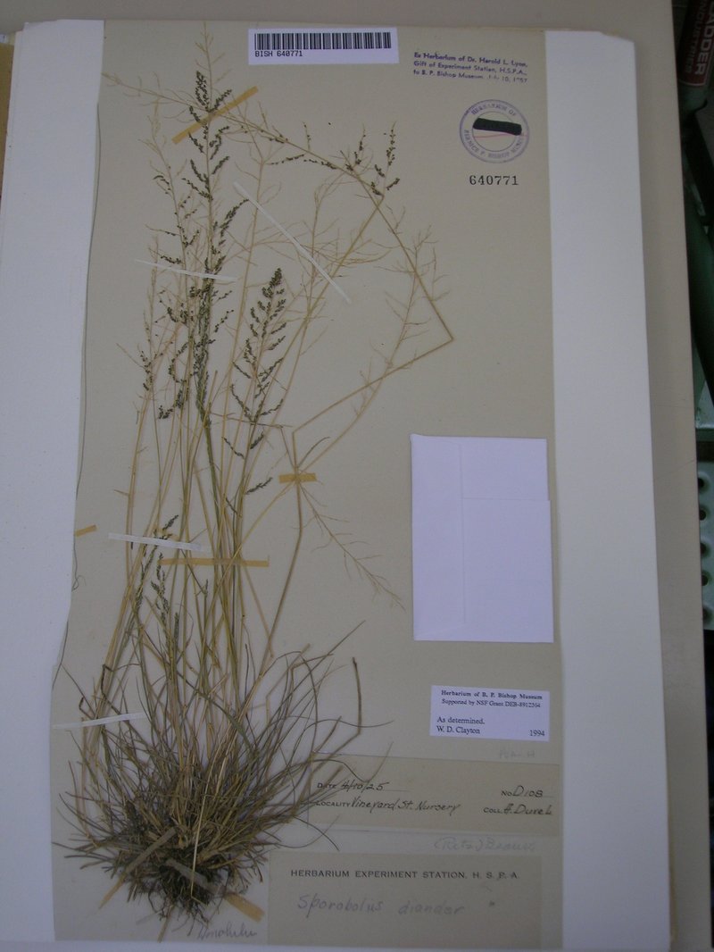 Tussock Dropseed photo 8