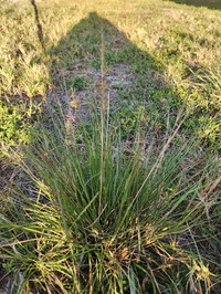 Coral Dropseed