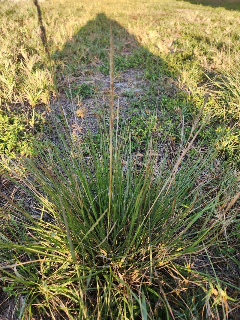 Coral Dropseed